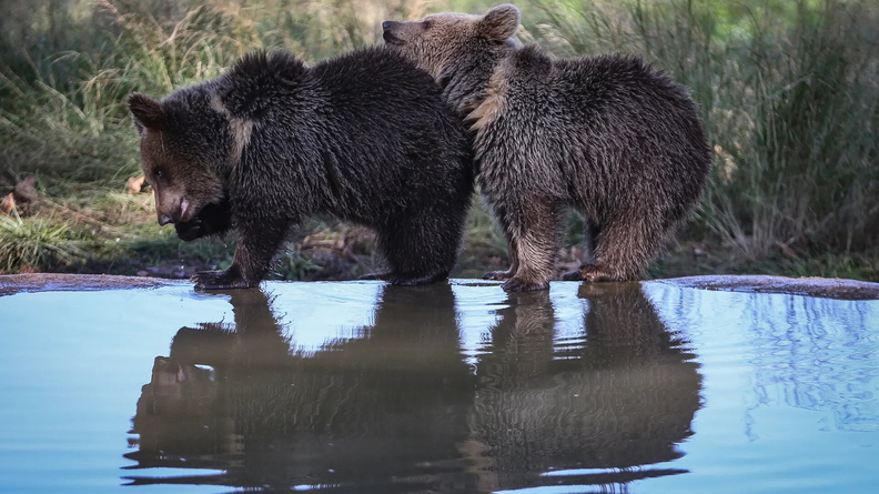 Baby brown bears, Karacabey, Bursa, Turkey